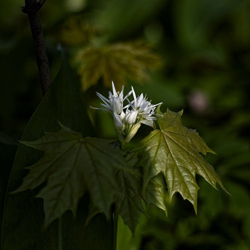 Allium ursinum