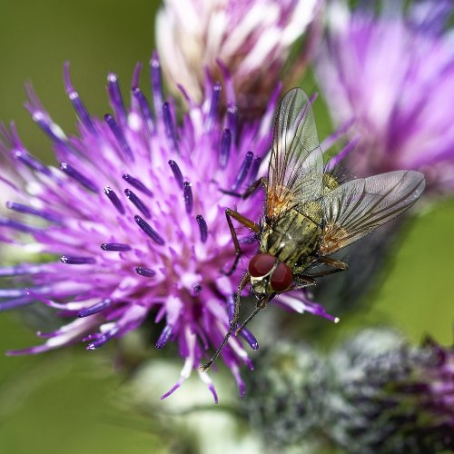 Gourmet fly