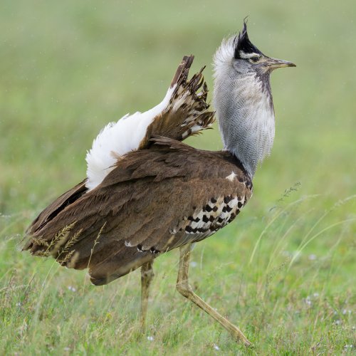 Birds in Serengeti