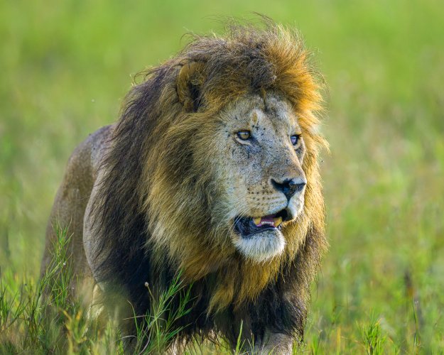 Male Lion in the Serengeti