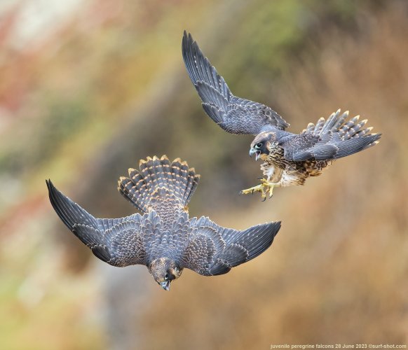juvenile falcons