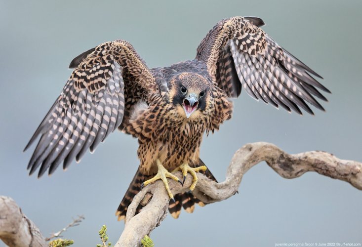 juvenile falcons