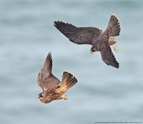 juvenile falcons