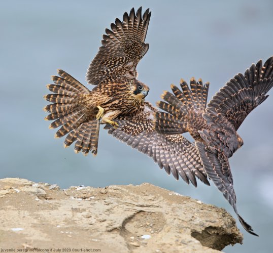juvenile falcons