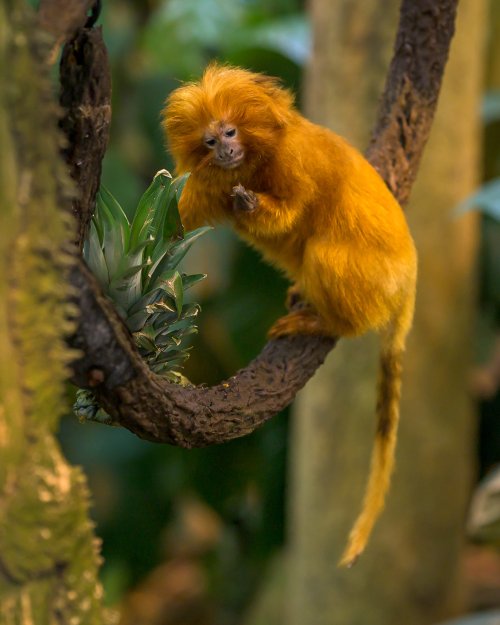 Montreal Biodome