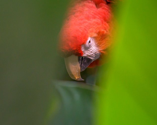 Montreal Biodome