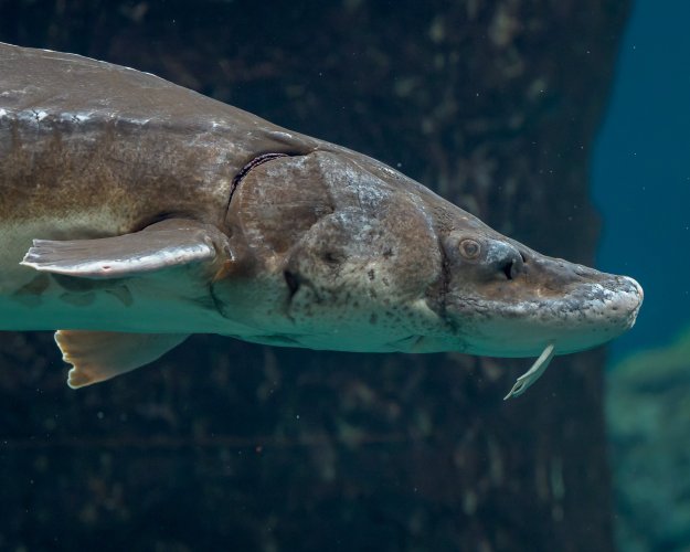 Montreal Biodome