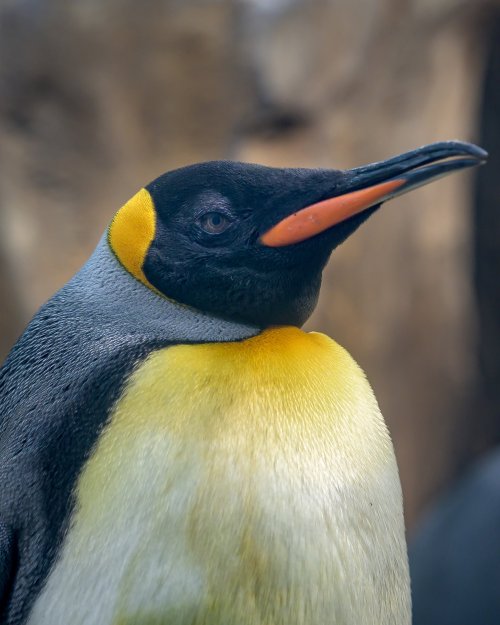 Montreal Biodome