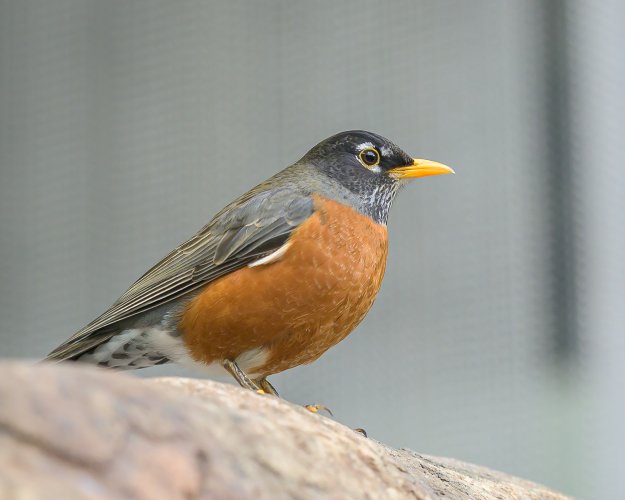 Montreal Biodome
