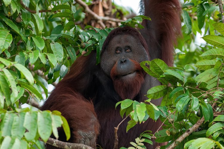 Orang Utan
