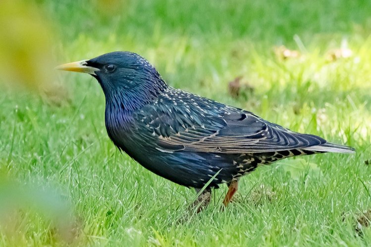 starling