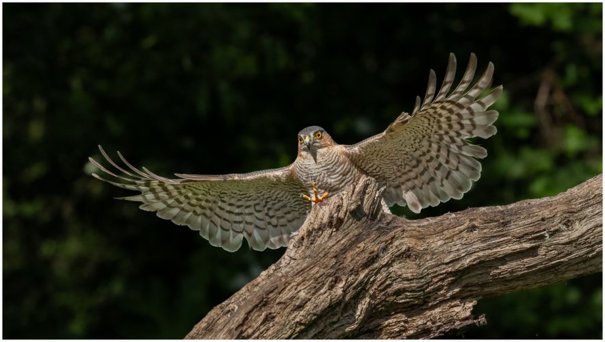 Male Sparrow Hawk Spreading its Wings