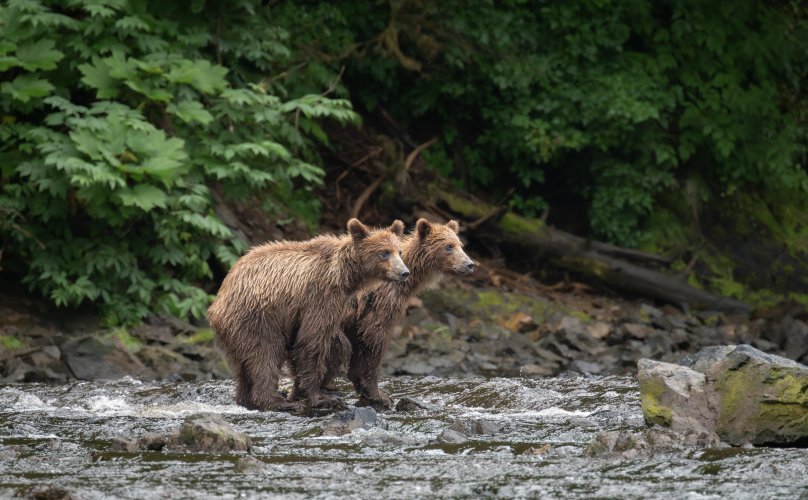 Brown bears in southeast Alaska