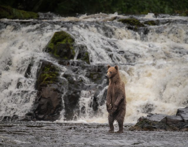 Brown bears in southeast Alaska