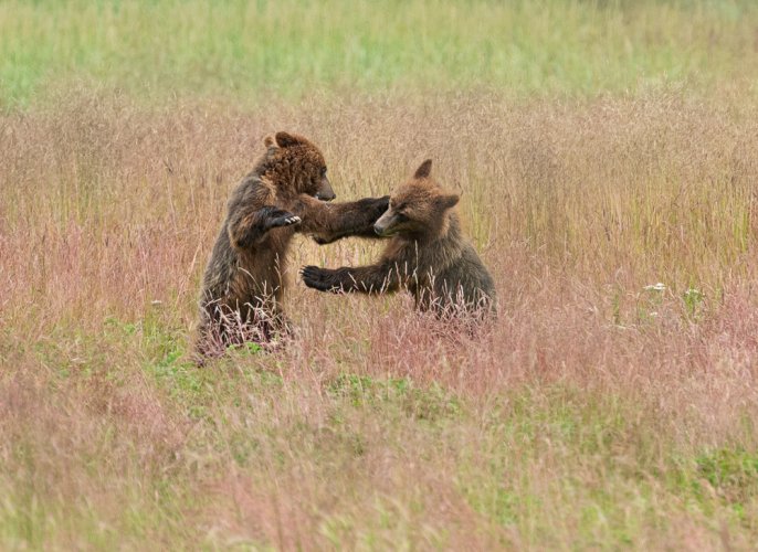 Brown bears in southeast Alaska