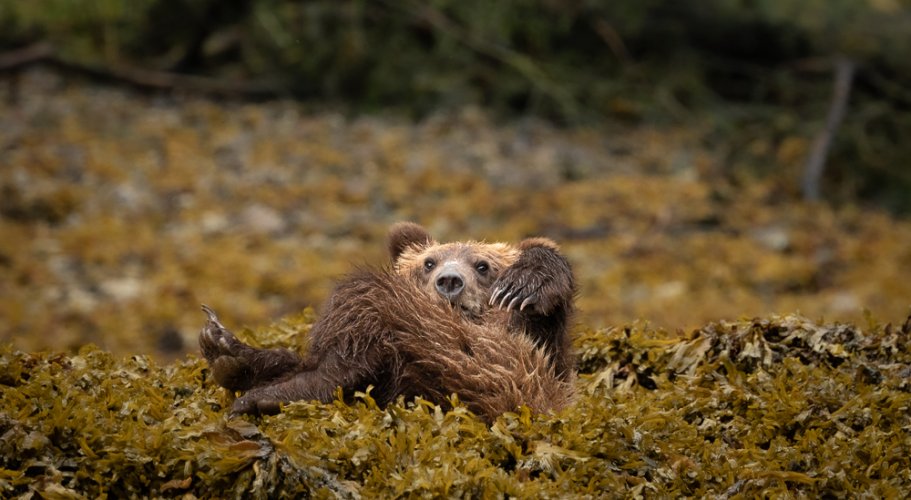 Brown bears in southeast Alaska