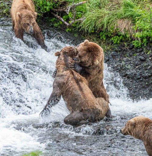 Brown bears in southeast Alaska