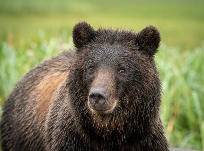 Brown bears in southeast Alaska