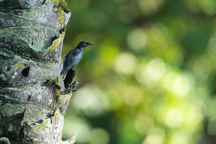 Asian Glossy Starling