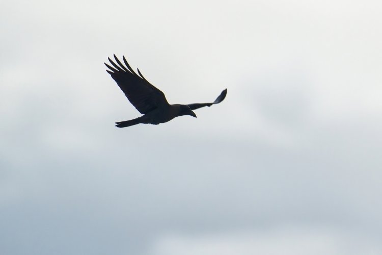 House Crow