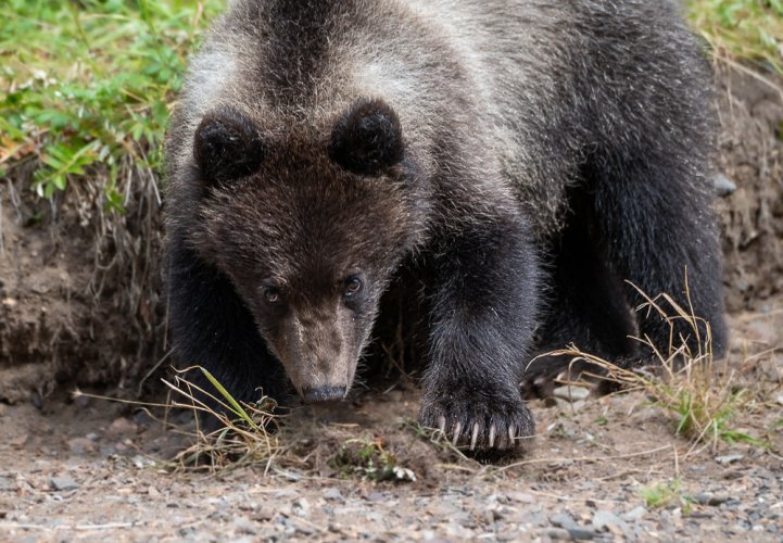 Brown bears in southeast Alaska