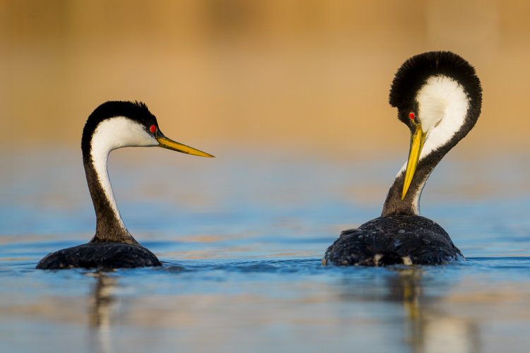 Western Grebes Courtship Display