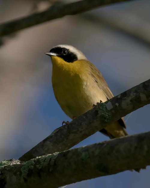 5-18-25 Common Yellowthroat 1 (1 of 1)-DeNoiseAI-standard.jpeg