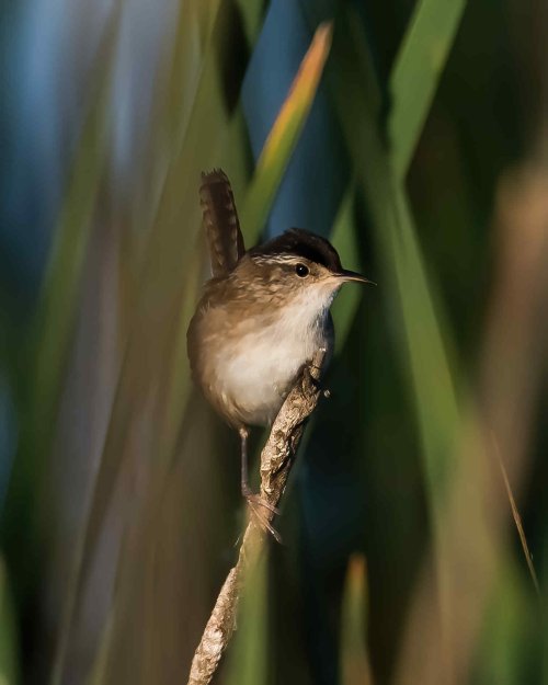 5-18-25 Marsh Wren 1 (1 of 1)-DeNoiseAI-standard.jpeg