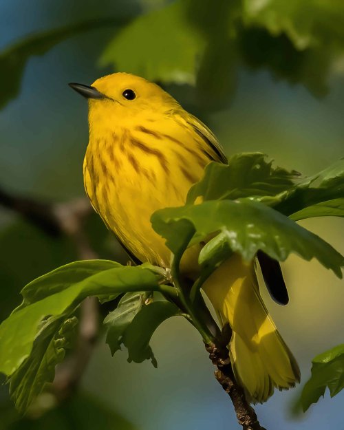 5-11-25 Yellow Warbler 1 (1 of 1)-DeNoiseAI-standard.jpeg