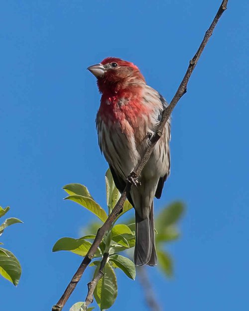 5-14-25 Purple House-finch 1 (1 of 1)-DeNoiseAI-standard.jpeg