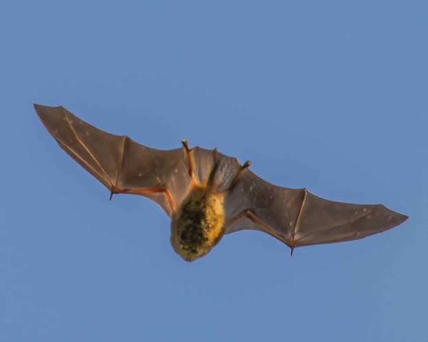 5-14-25 Bat 1 (1 of 1)-DeNoiseAI-standard.jpeg