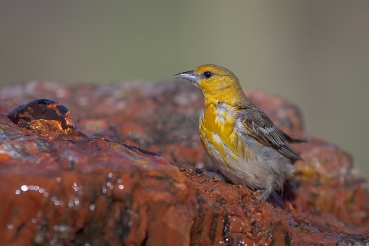 Female Oriole - MZ9_0011 - May 19, 2025-2.jpg