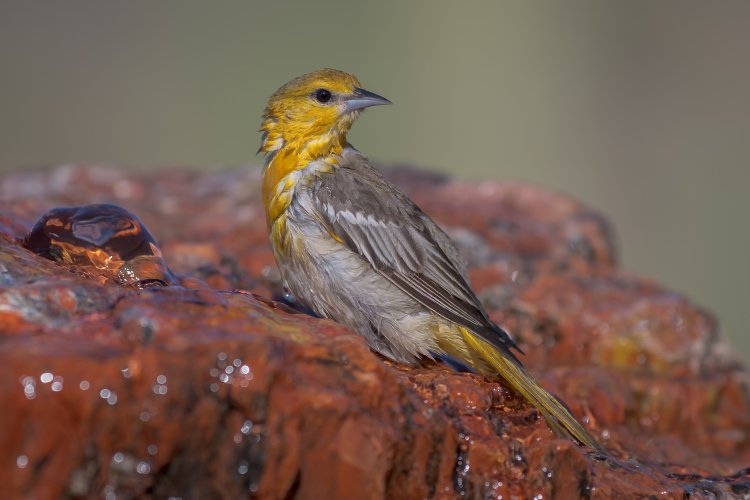 Female Oriole - MZ9_0142 - May 19, 2025-2.jpg