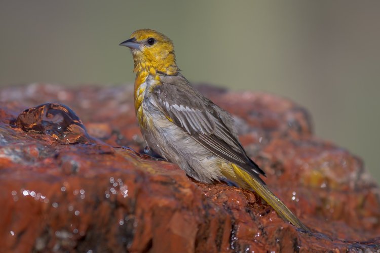 Female Oriole - MZ9_0144 - May 19, 2025-2.jpg