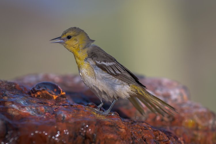 Female Oriole - MZ9_2320 - May 19, 2025-2.jpg