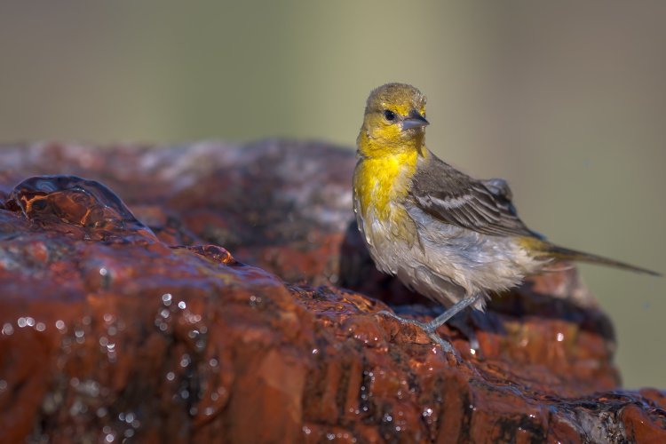 Female Oriole - MZ9_2786 - May 19, 2025-2.jpg