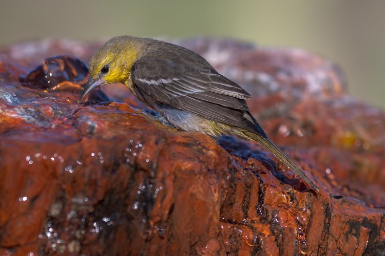 Female Oriole - MZ9_5534 - May 19, 2025-2.jpg