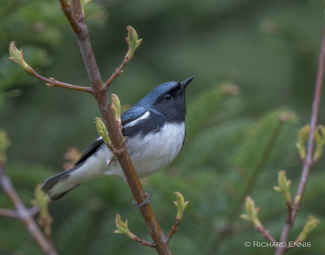 Few Warblers