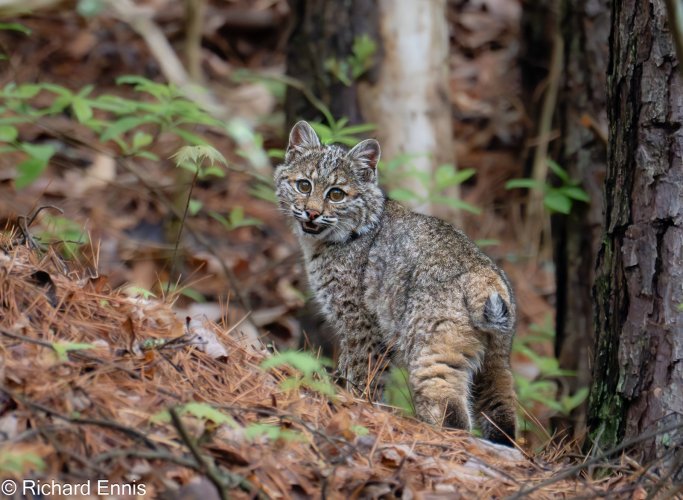 Young Bobcat