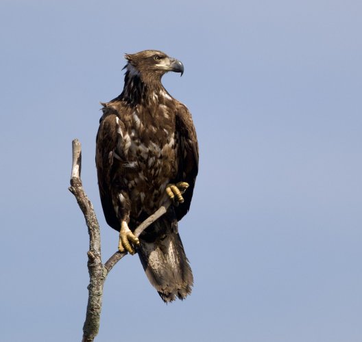 Immature Eagle at the Refuge