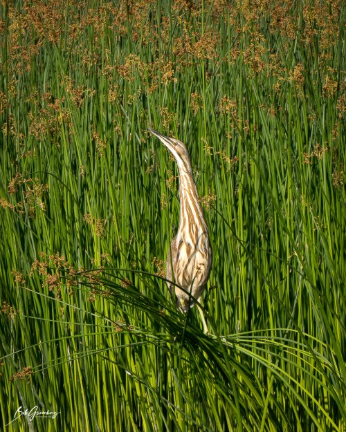 American Bittern!