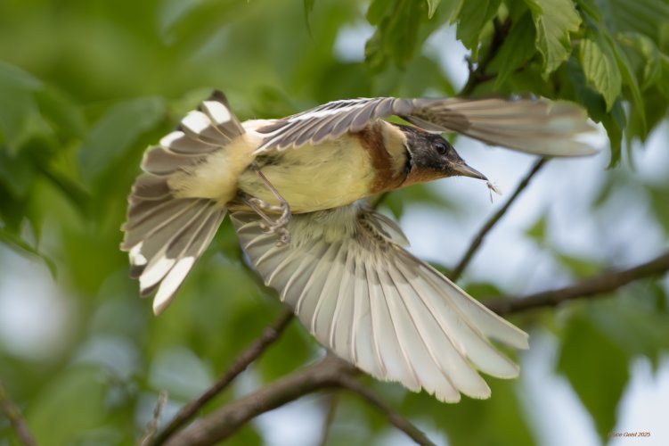 Bay-breasted Warbler
