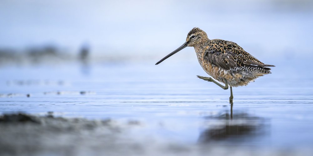 Long-biller Dowitcher - near Ocean Shores WA - 18 May 2025
