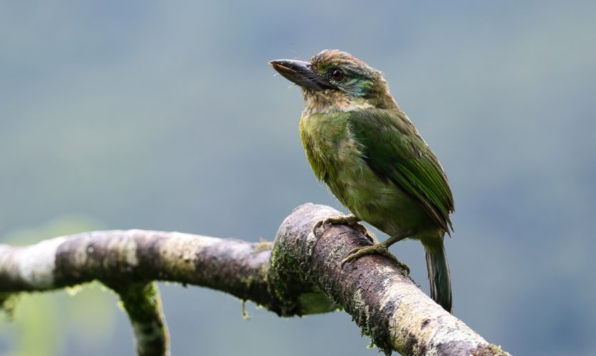 Mountain Barbet