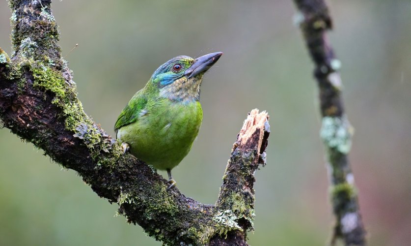 Mountain Barbet