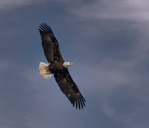 Eagle at Onondaga
