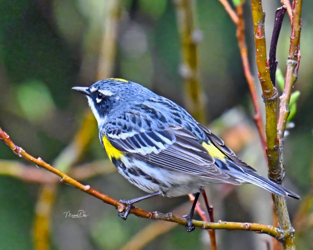 Yellow-rumped Warbler in the foothills of the Canadian Rockies.