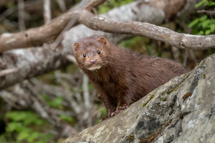 Mink - so curious