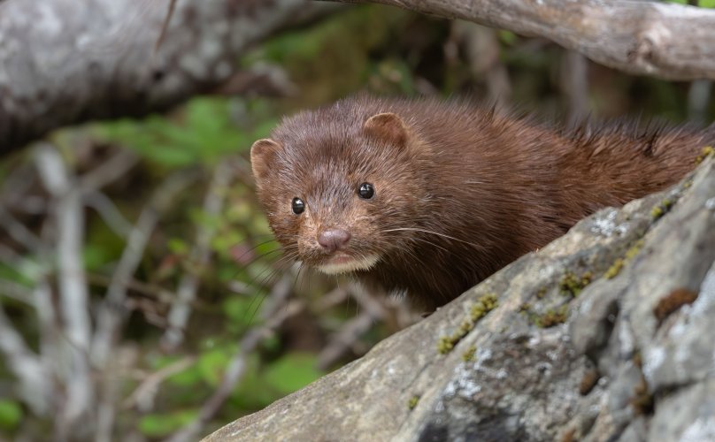 Mink - so curious