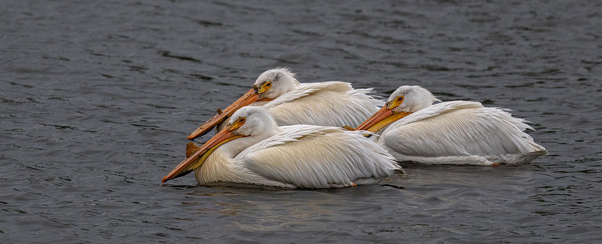 Pelicans urban pond Winnipeg